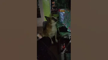 Bitiki 