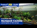 Аквариум 400 л Участник №21 в категории от 101 литра #Scalariki​ Aquascaping Contest 2021