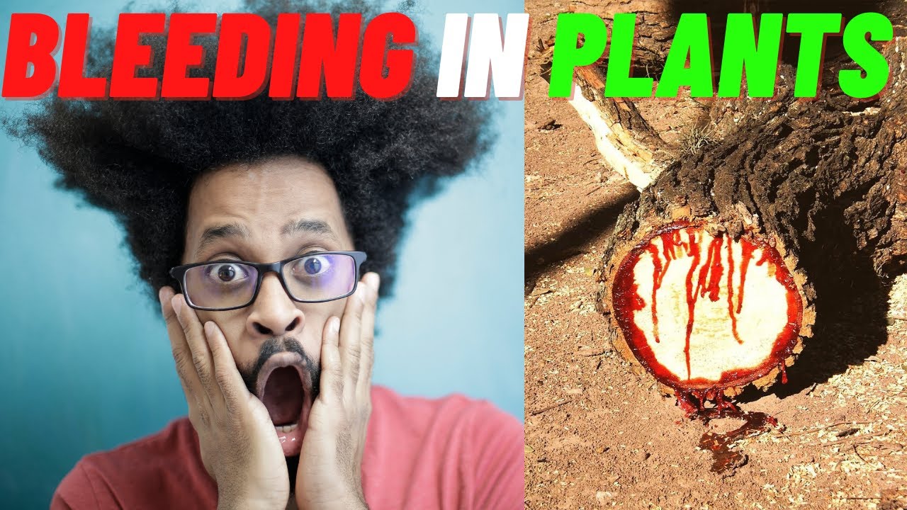 Do Plants Bleed ? What is Bleeding In Plants ? Amoeba Classes YouTube