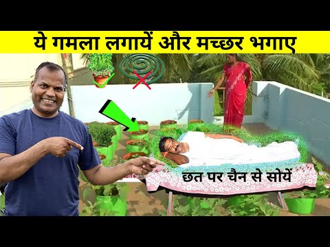 10 ऐसे पौधे जो मच्छरों को सपने में भी डरता है Mosquito  repellent plant