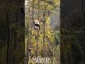 a bear species native to China, known for its distinctive black and white fur.#youtubeshorts