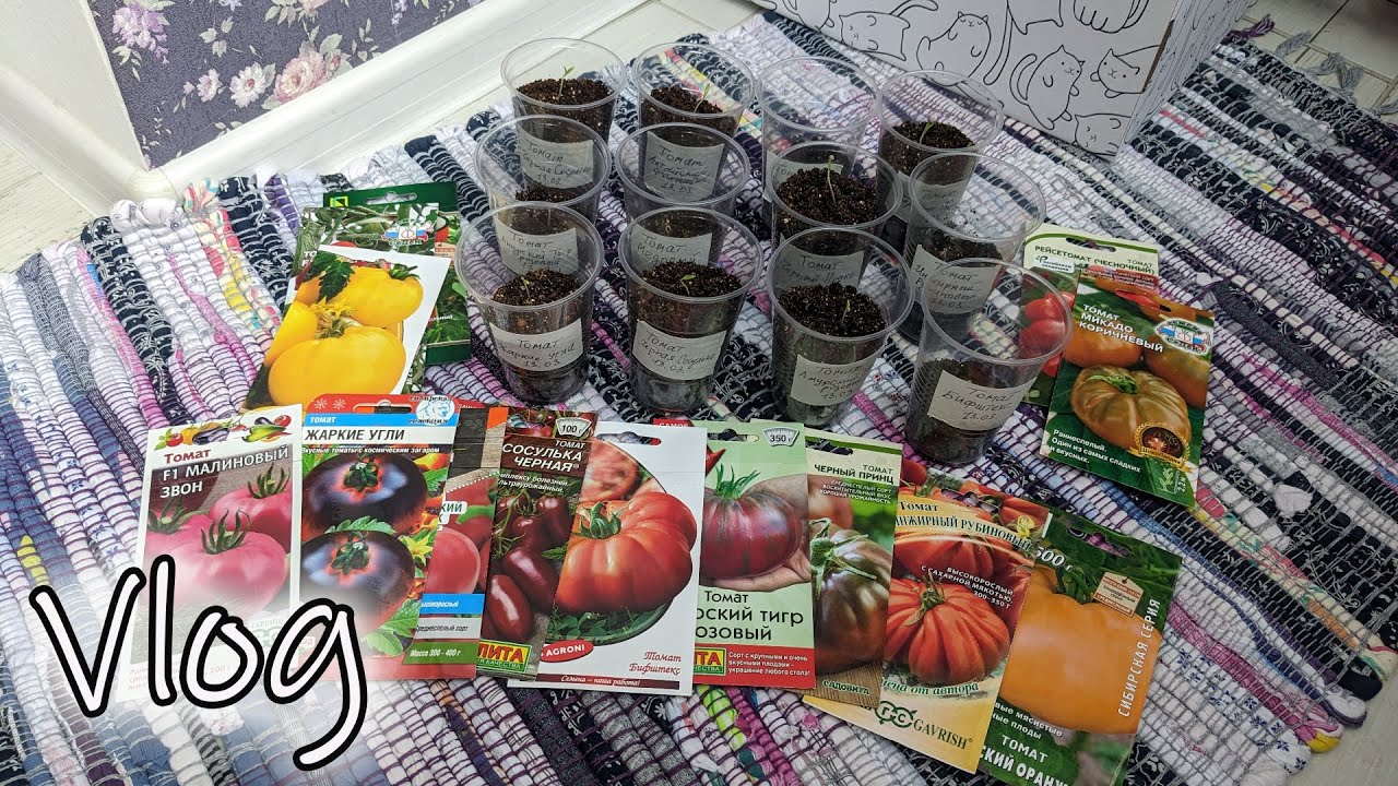 таблица всхожести семян. сроки прорастания семян рассады овощей. температура прорастания семян таблица. всход рассады помидор. пророщенная рассада помидор черри.