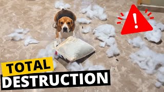 Will a Beagle Destroy Your House if Left Alone?