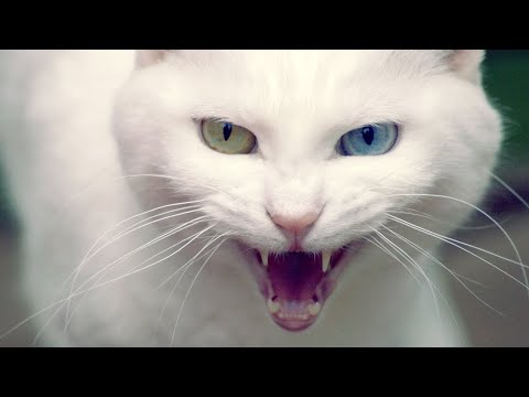 Животный страх: Кошки (Документальные фильмы National Geographic)