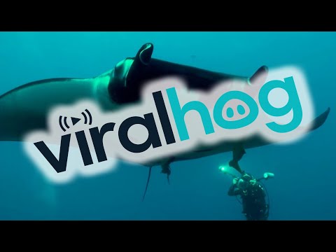 Scuba Divers Swim With Manta Ray in Mexico || ViralHog