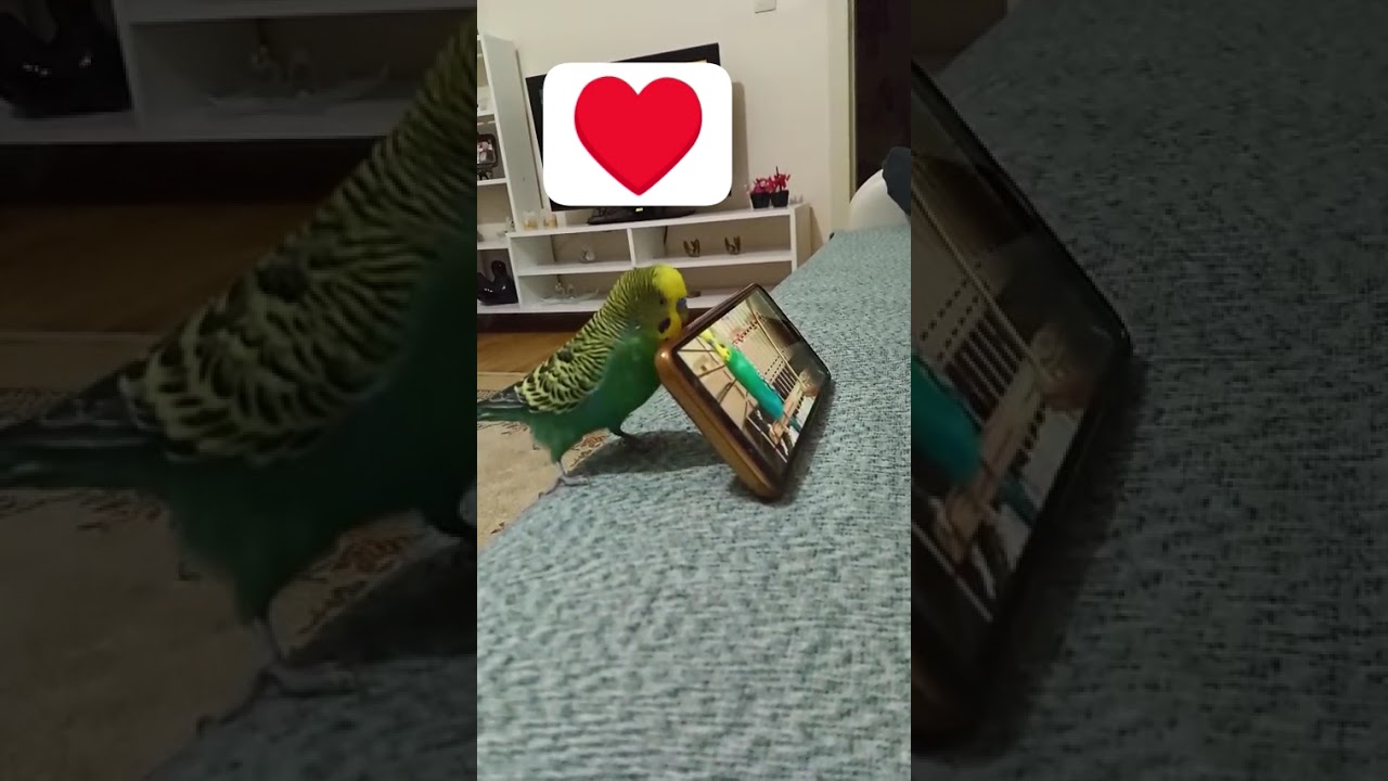 Kuduruk 😂🫣 #birds #muhabbetkuşu #talkingparot #budgies #birdsong #kuşbakımı #cute #parrot #funny