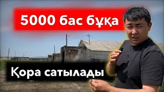 5000 бас бұқа бордақылау аланы сатылады “4 сала