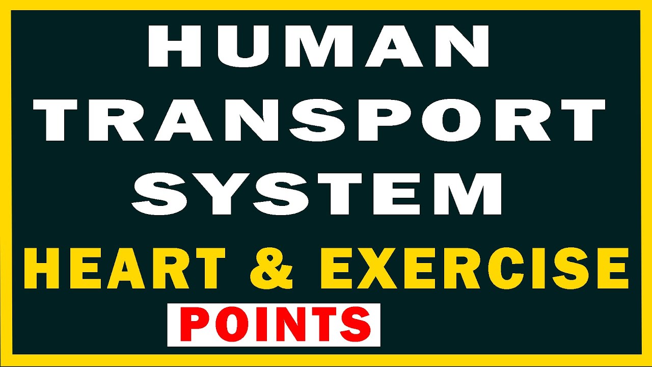 The Human Transport System | Heart and Exercise | New Oxford Secondary Science 7 | Page 28|Chapter 2