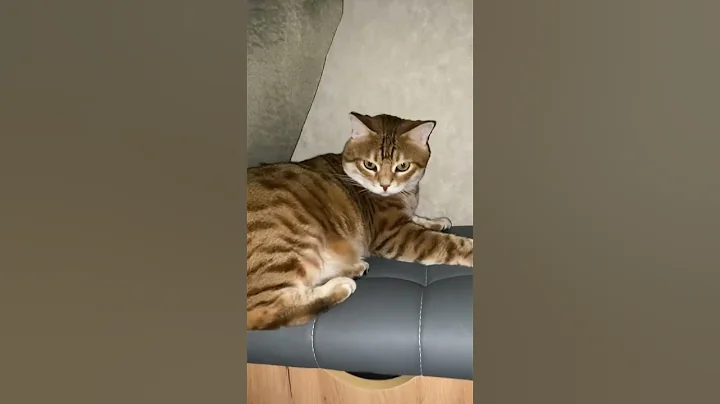 Watch the video about #cat #cute #funny #chillcatmusic #vibes #catcover #kucing #loficat #pets