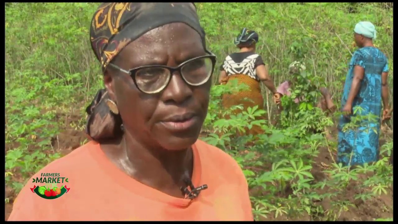 FARMERS MARKET: UMUKABIA; CHALLENGES OF CASSAVA PRODUCTION