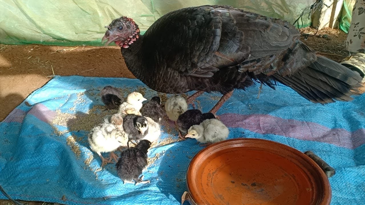 الطريقة الصحيحة لتربية كتاكيت 🐣 الديك الرومي بعمر يوم واحد مع سميرة في البادية 🦃