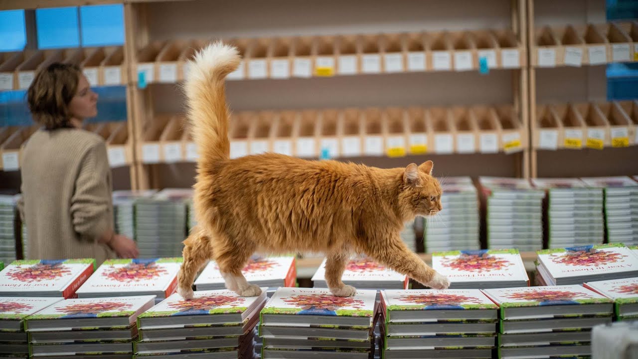 Timmy the Cat - Clip | Growing Floret | Magnolia Network