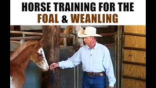 Training the Foal & Weanling  - Halter Breaking - Ground Manners - Lunge Line Training - Stand Tied