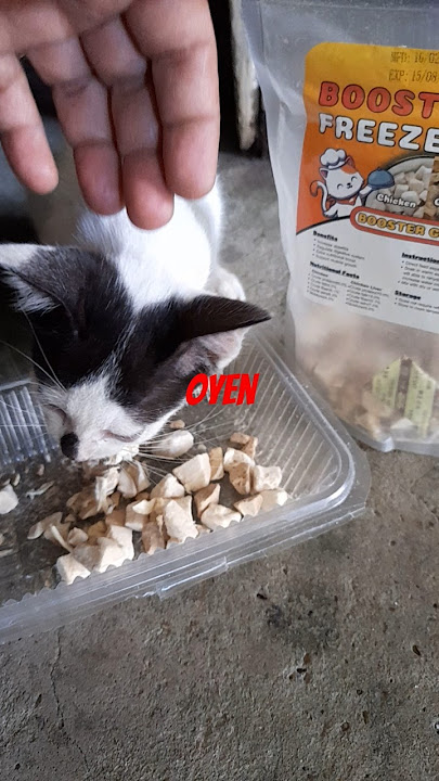 https://vt.tiktok.com/ZSkMRaT1T/           #cat #oyen #booster #freeezedried