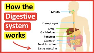 How the digestive system works 🍽 | The process of digestion