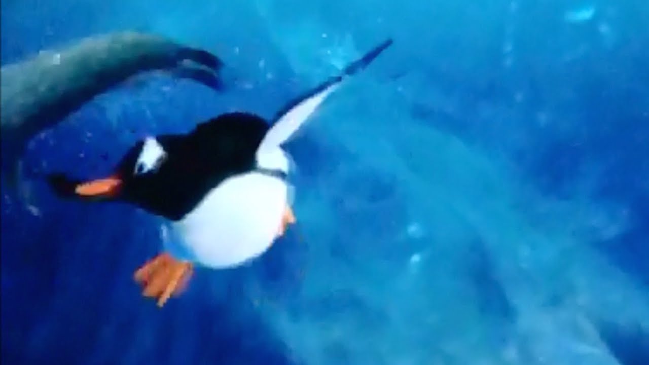 Antarctica Empire of the Penguin, SeaWorld Orlando YouTube