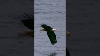Bald Eagle Soaring Through The Sky: A Breathtaking Flying Display
