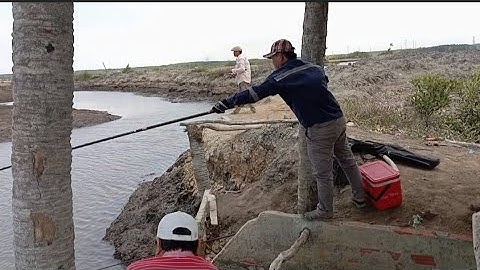 Câu Cá Ngát và Bống Đục cuối Mùa | Câu Cá thiên nhiên