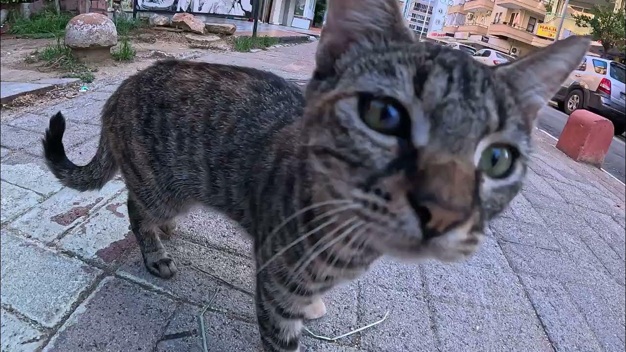 A large family of cats (8 members), mother cat, father cat and small