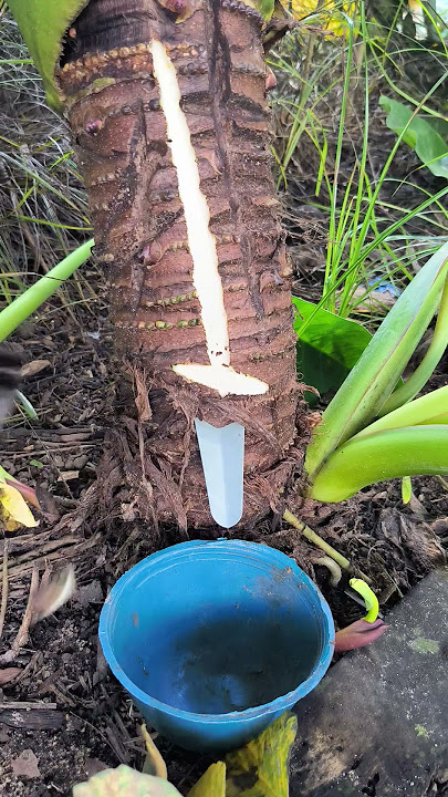 torehan Tunggul lompong #getah #petani #seluruhdunia #shorts