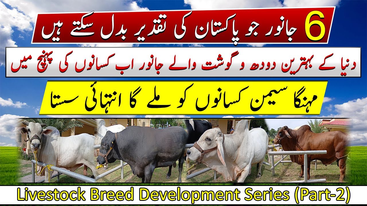 Brahman, Gir, Red Sindhi, Angus, Friesian cow|Sexed semen production|Breed Development Series Part 2