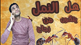 هل النمل يتكون من الزجاج و حقيقة النمل يعلم العلماء