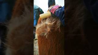 Horse coat shedding with Sleek Ez comb #hairshedding #equine #horses #grooming #satisfying