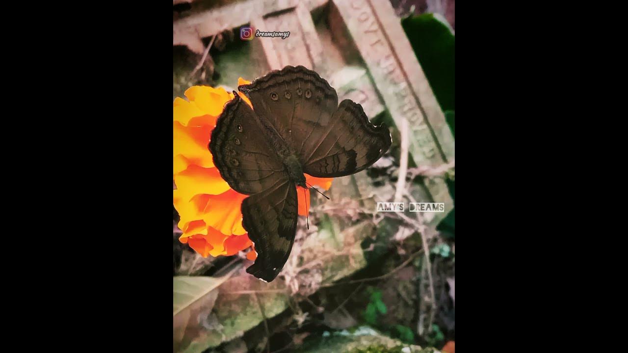 Butterfly and Flowers #short #youtubeshort #nature #butterfly