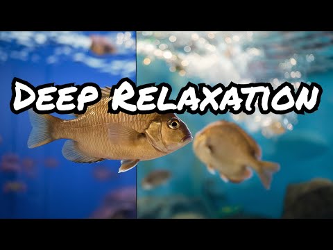 Underwater Soundscapes: Drift into Deep Sleep