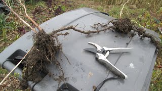 Moving the raspberries to the border