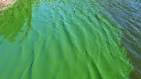 Cách diệt tảo lam mà không làm ảnh hưởng đến tôm trong ao