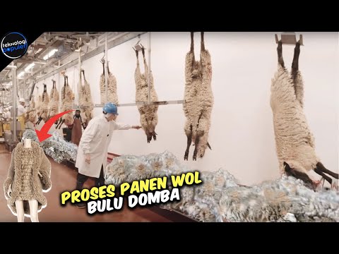 Video: Bagaimana wol dikumpulkan?