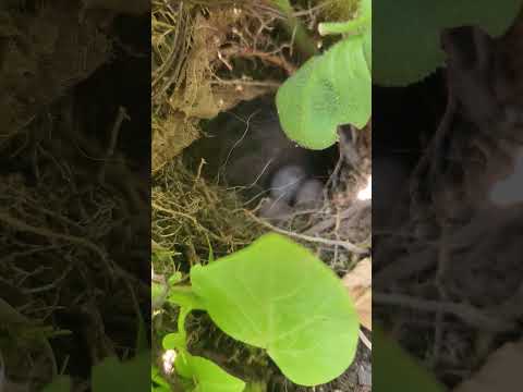 Hidden Wren Nest!