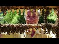 Le gnie des abeilles  episode 9  rucher de fcondation dans le valais en suisse