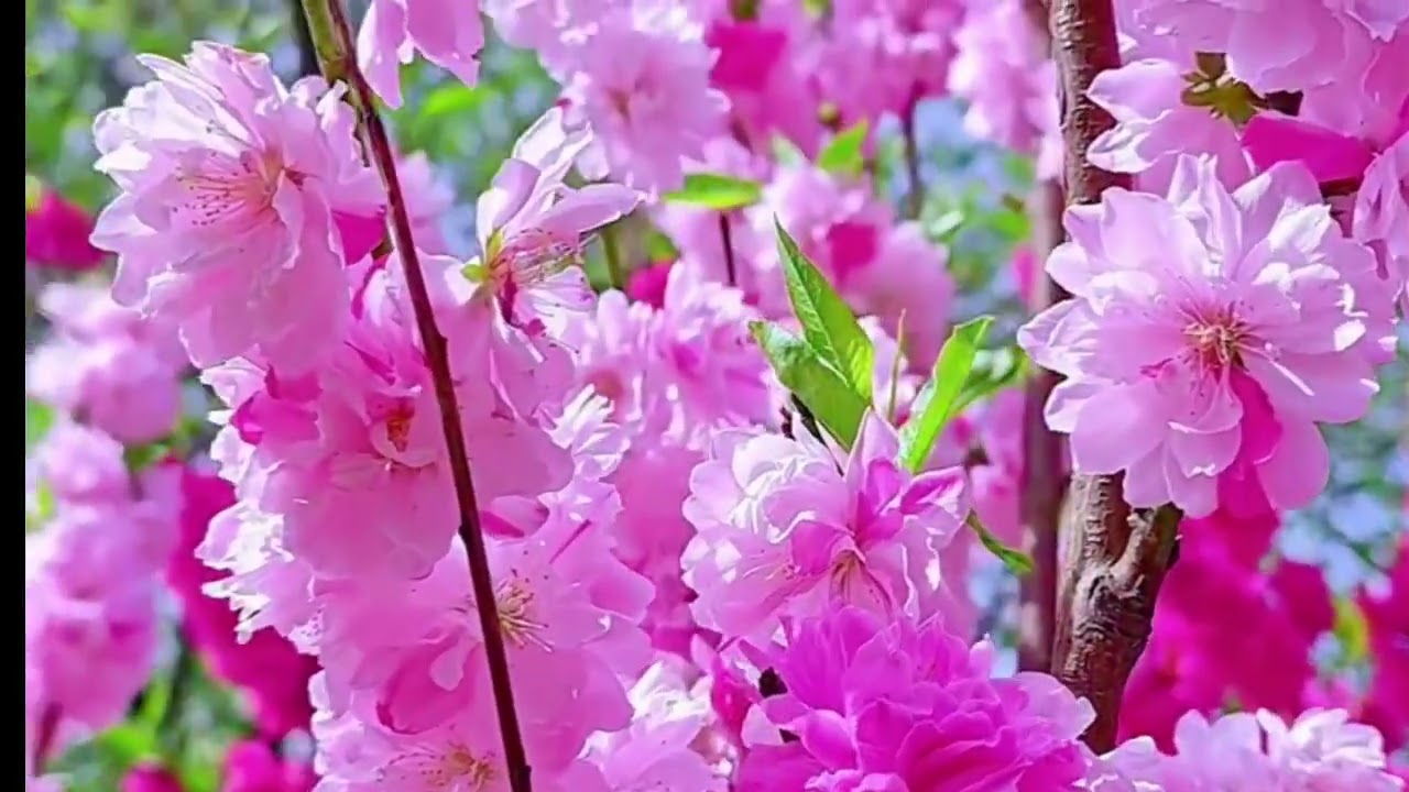 Chúc các bạn nghe chuyện an vui 