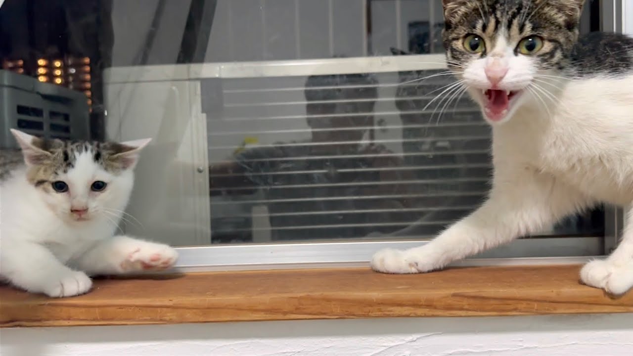 親子かもしれない猫同士を会わせてみたらこうなりました。