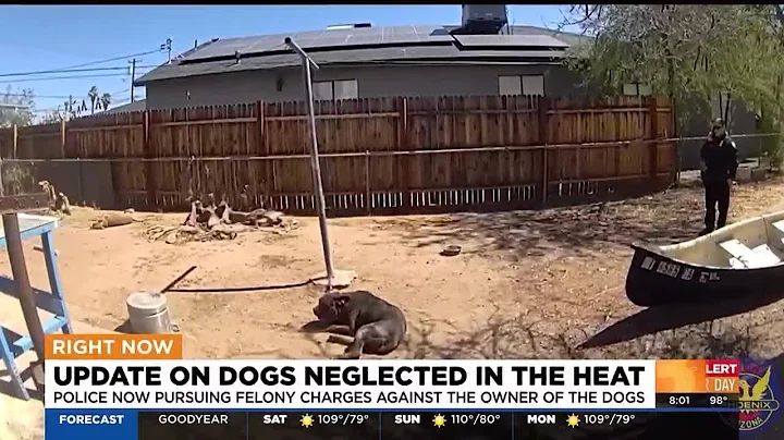 Police pursuing felony charges against owner of neglected dogs