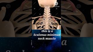 scalenus medius | Anatomy videos |Neck muscle video | scalenus medius origin and nerve | #shorts