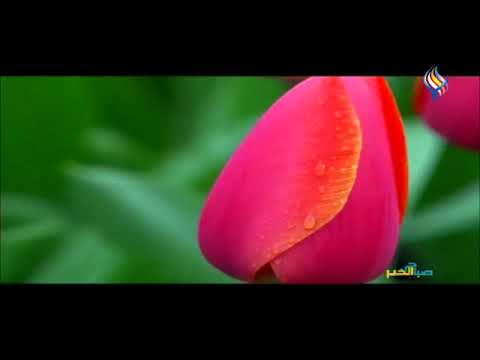 التوليب زهرة وراءها أسطورة حب