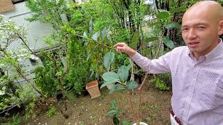 ゴムの木 こじんまり剪定します Youtube