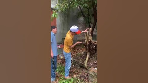 Cắt tỉa cây xanh quê cho thằng bạn