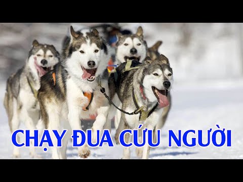 Video: Những Chú Chó Kéo Xe 'thành Thị' ở California Mát Mẻ Khi Không Có Tuyết