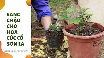 Sang chậu cho hoa Cúc cổ Sơn La I Nông nghiệp sinh thái