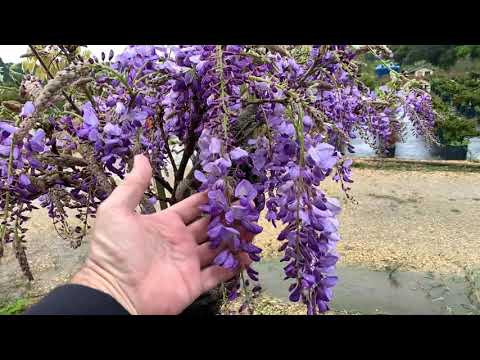 Vídeo: As glicínias não florescem - Como fazer flores de glicínias se abrirem