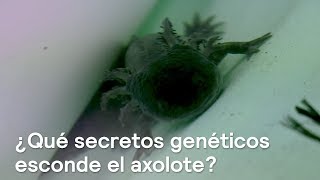Los secretos genéticos del genoma del axolote - En Punto con Denise Maerker