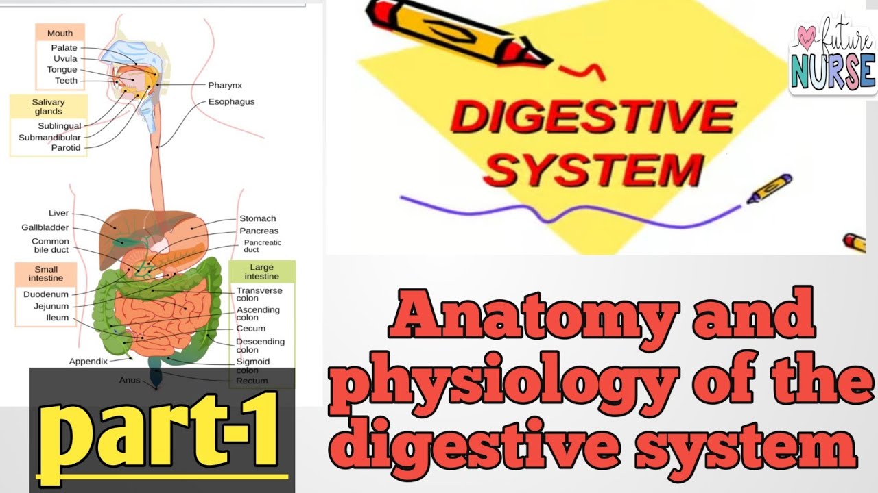 Digestive system anatomy and physiology in hindi|| function ||
