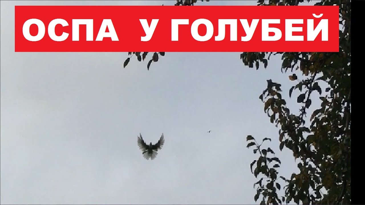 Один из способов как избавиться от оспы у голубей - YouTube