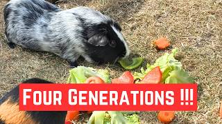 4 Generations of Guinea Pigs… All Eating Vegetables Together! 🌱🐹