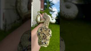 Celebrity Hypo Coastal Carpet Python Net Worth