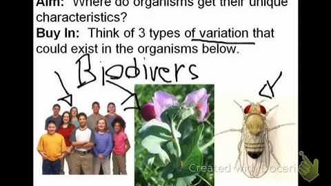 Introduction to Patterns of Inheritance